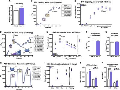 Bioenergetic Phenotyping of DEN-Induced Hepatocellular Carcinoma Reveals a Link Between Adenylate Kinase Isoform Expression and Reduced Complex I-Supported Respiration